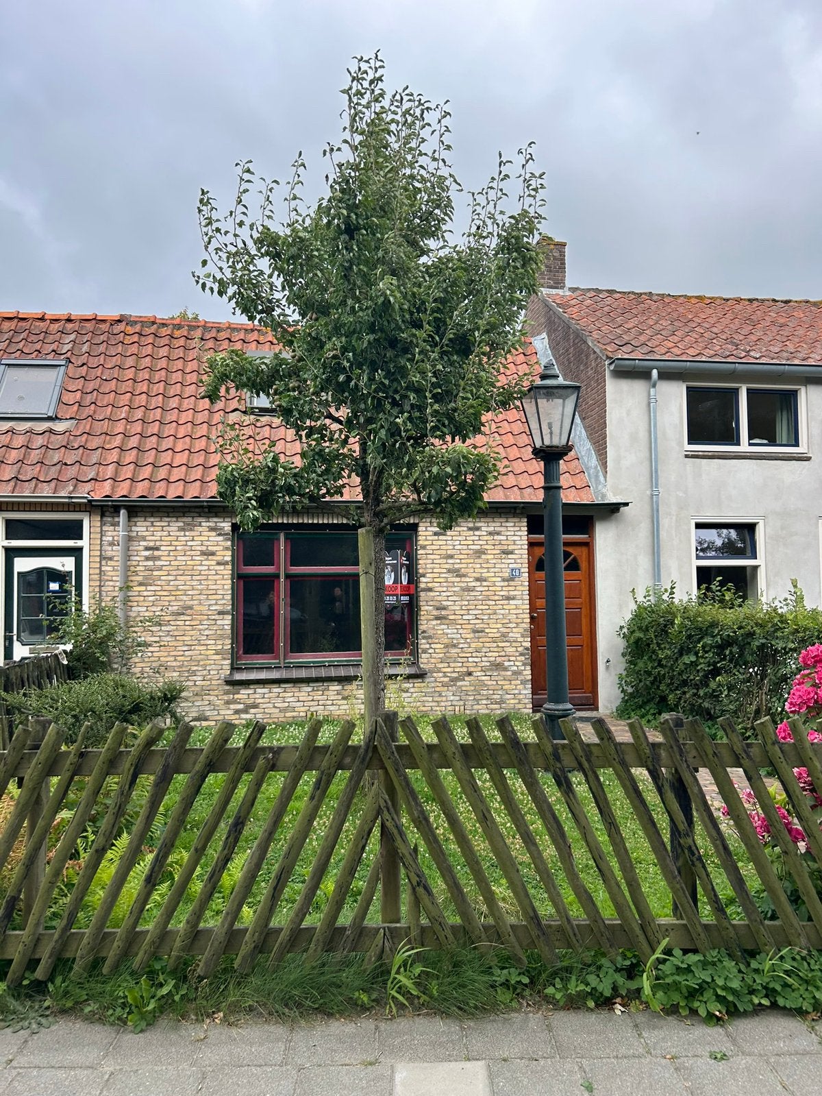 Grote volwassen perenboom / fruitboom – zelf uitgraven, Tuin en Terras, Planten | Bomen, Overige soorten, Lente, 400 cm of meer