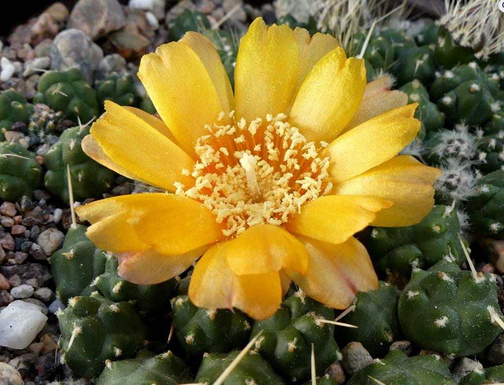 cactus - Tephrocactus pentlandii var. rossianus, Ophalen of Verzenden, Cactus, Volle zon, Minder dan 100 cm