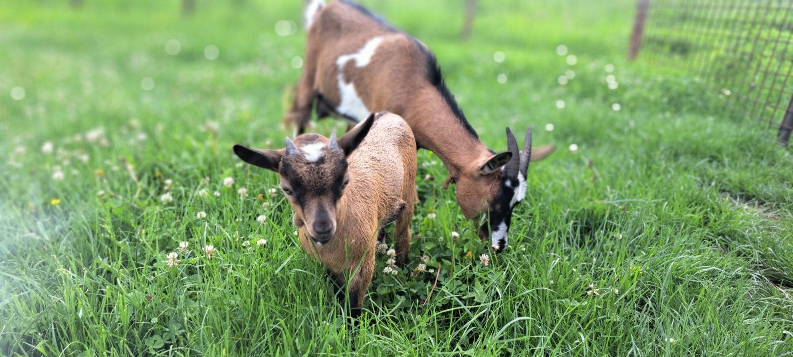 Mooie lieve tamme geitjes, Dieren en Toebehoren, Vrouwelijk, Geit