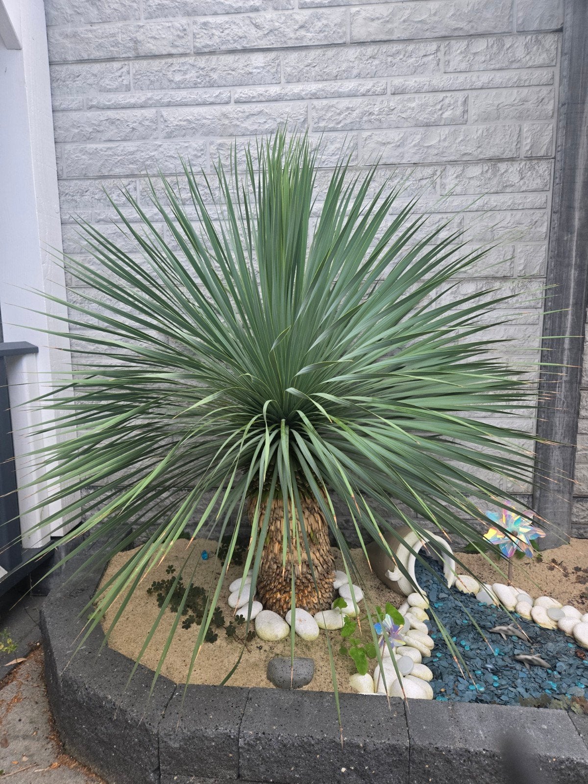 yucca rostrata, Tuin en Terras, 100 tot 250 cm, Zomer, Palmboom, Ophalen