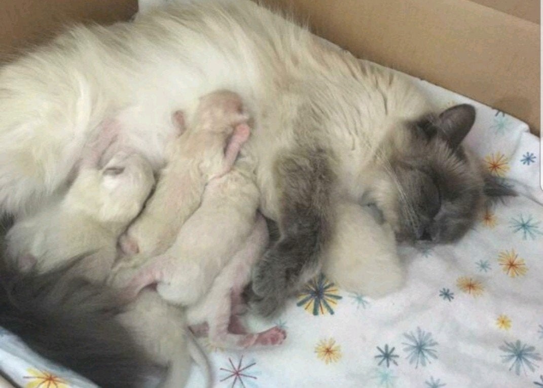 mooi lief kittenpoesje van Heilige Birmaanpoes, Meerdere dieren, Kortharig, 0 tot 2 jaar
