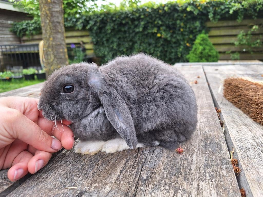 Jong hangoor konijntje blauw met rex vacht, Dieren en Toebehoren, Konijnen, Mannelijk, Dwerg, Hangoor