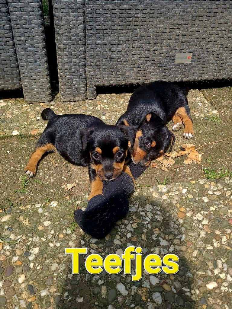 Black & tan en Driekleur Jack Russell / Russel pups, Dieren en Toebehoren, Honden | Jack Russells en Terriërs, Jack Russell Terriër