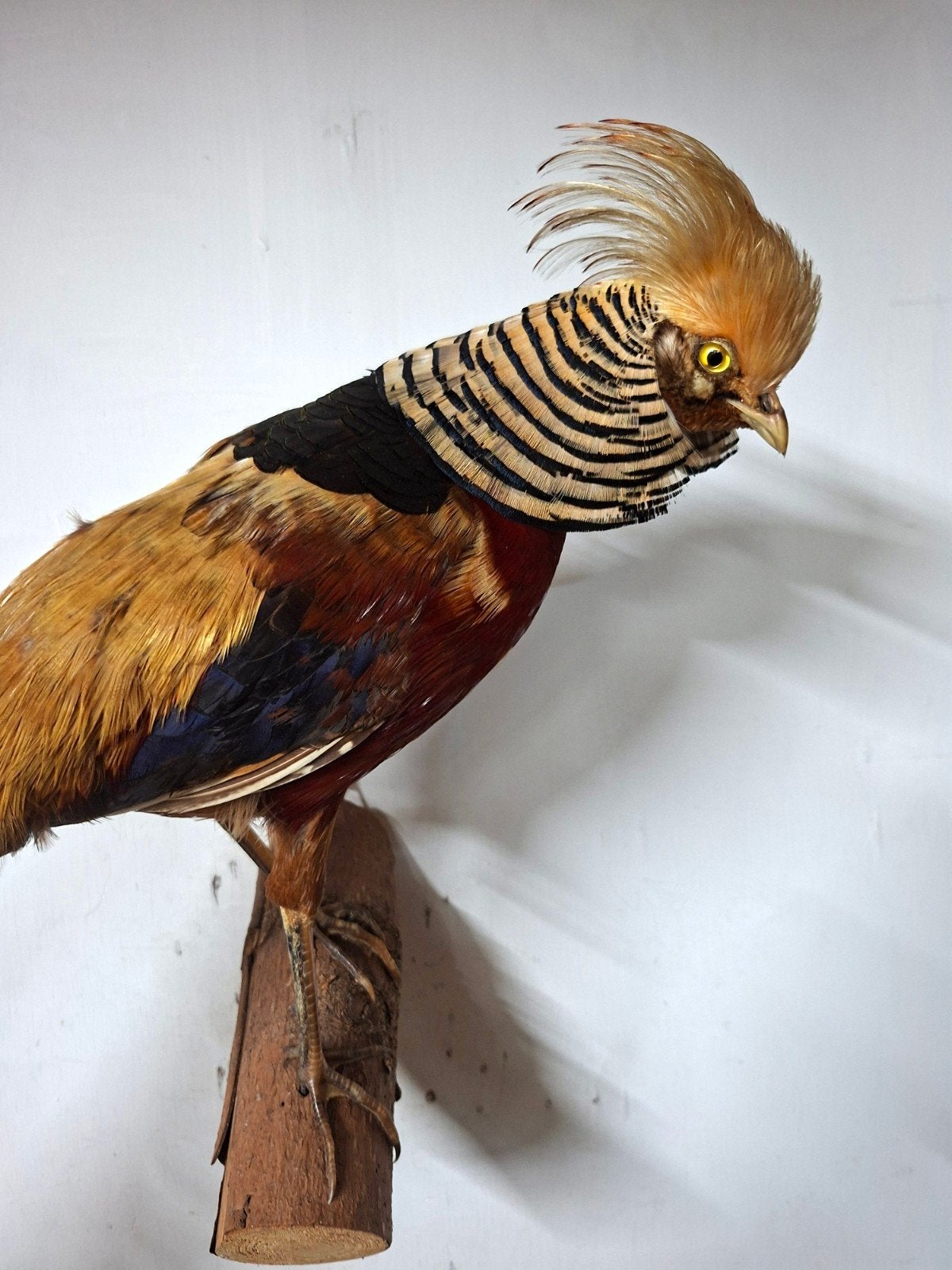 goudfazant, Ophalen of Verzenden, Vogel, Opgezet dier