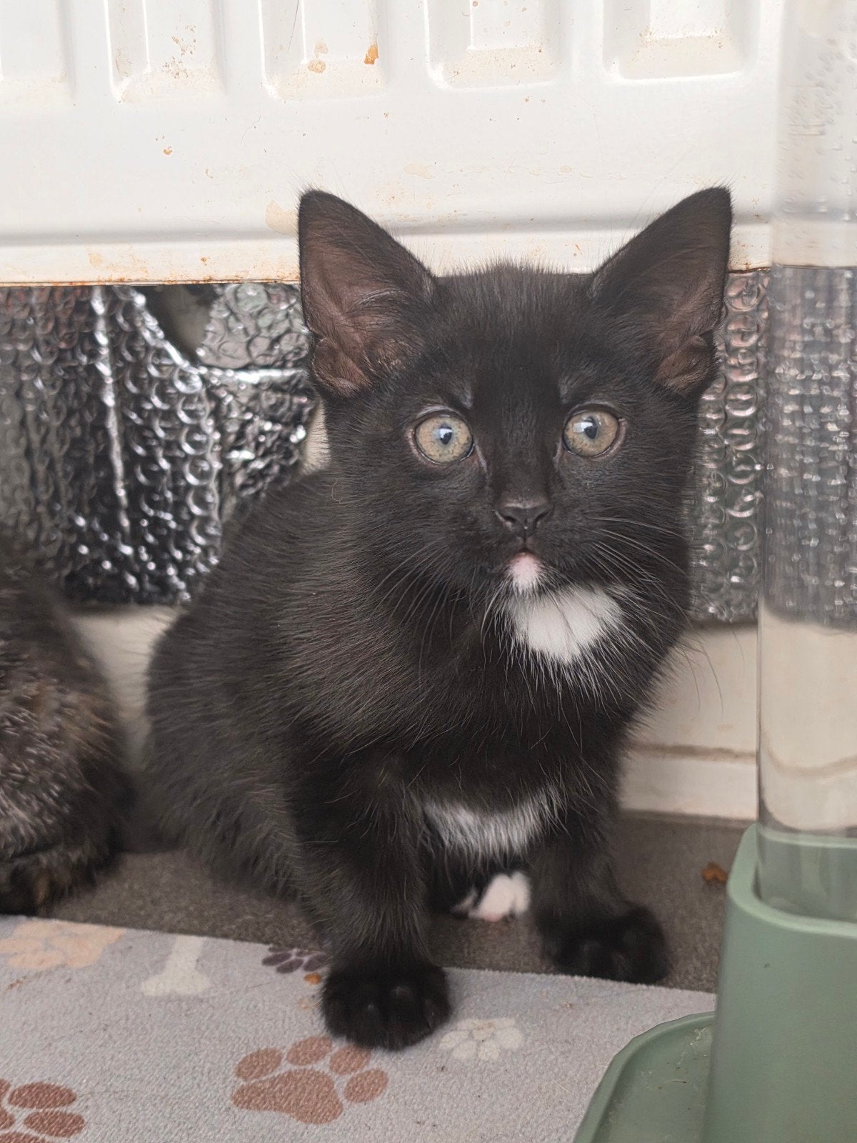 lieve kittens kattenbak zindelijk, Meerdere dieren, Kortharig, 0 tot 2 jaar