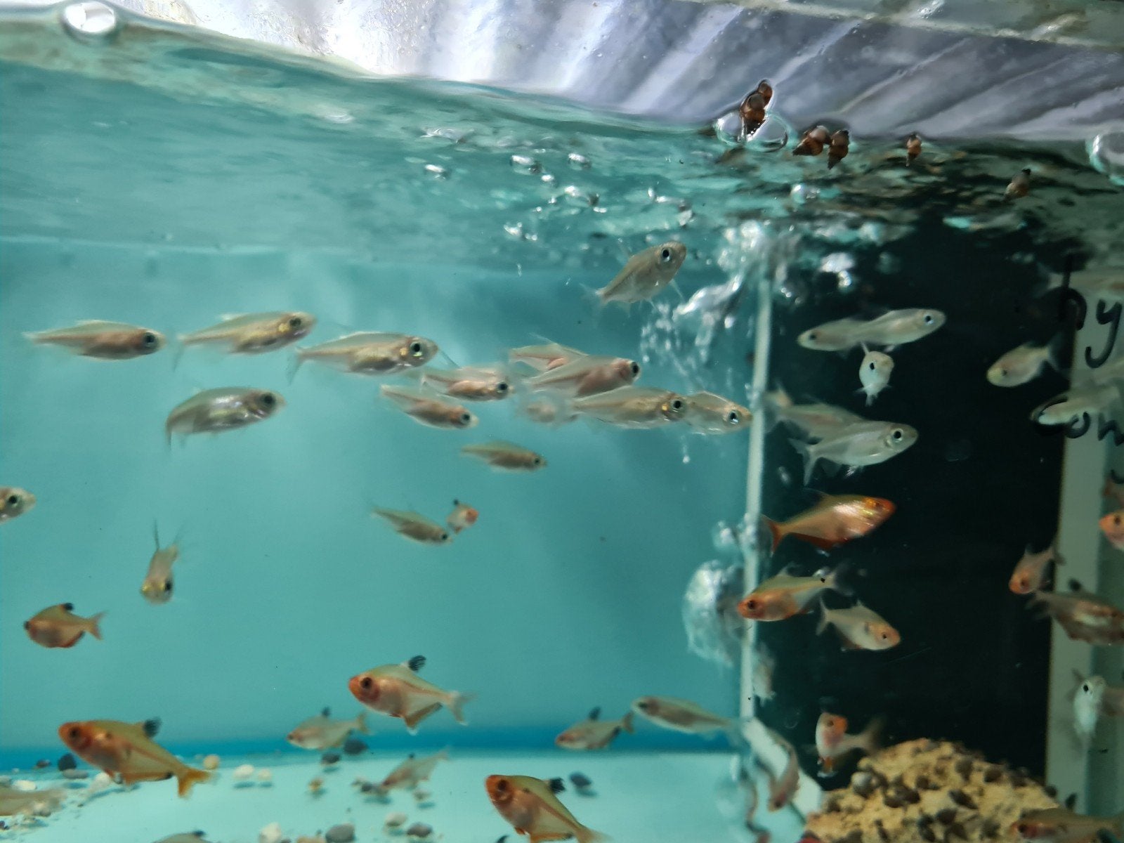 Kongozalm, Phenacogrammus interruptus, Dieren en Toebehoren, Vis, Zoetwatervis