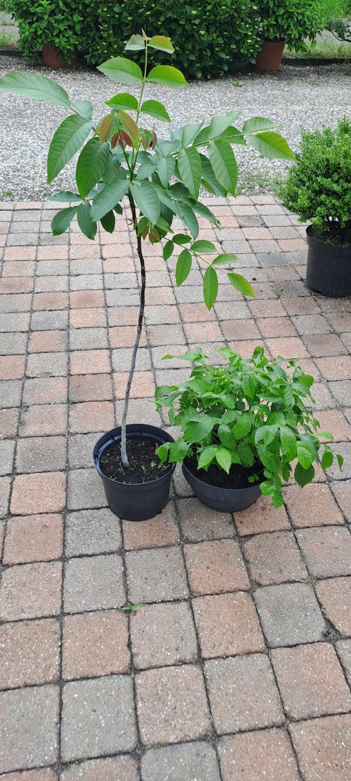 Walnoot boompjes - Groot of klein, Overige soorten, Lente, Minder dan 100 cm, Ophalen