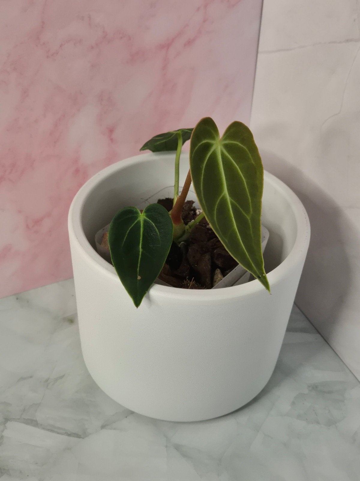 Anthurium Regale #9, Huis en Inrichting, Verzenden, Halfschaduw, Minder dan 100 cm
