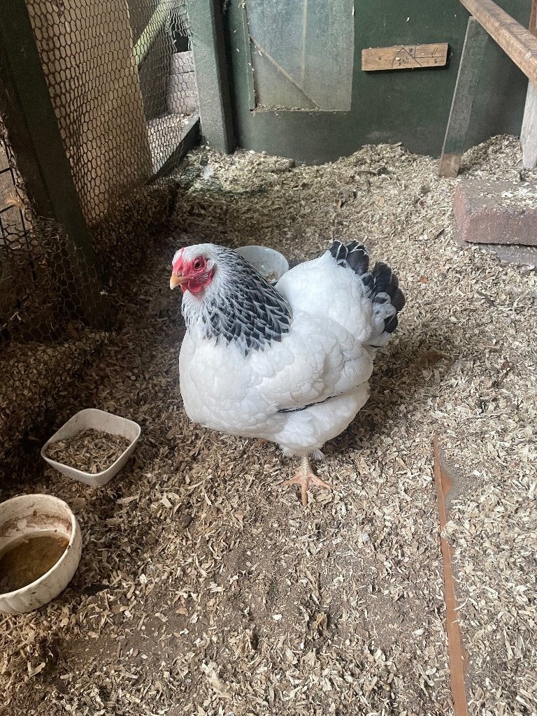 wyandotte kriel, Dieren en Toebehoren, Pluimvee, Vrouwelijk, Kip