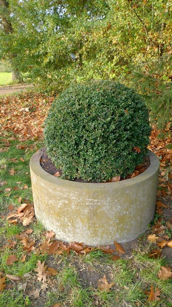 Buxus bollen, Ophalen, Buxus, Minder dan 100 cm
