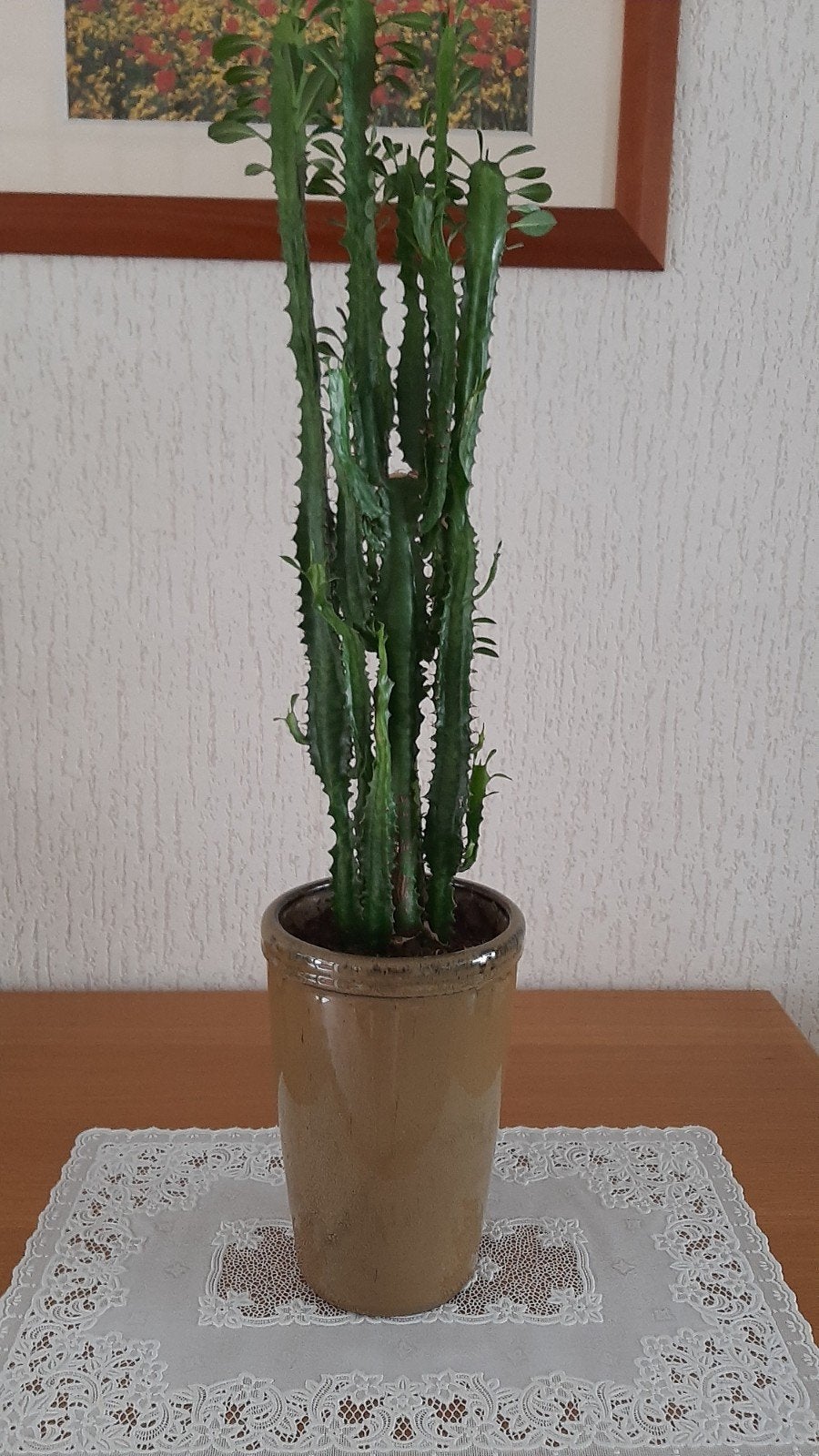 Grote cactus in sierpot - hoogte inclusief pot 70 cm., Huis en Inrichting, Ophalen, Halfschaduw, Minder dan 100 cm, Groene kamerplant