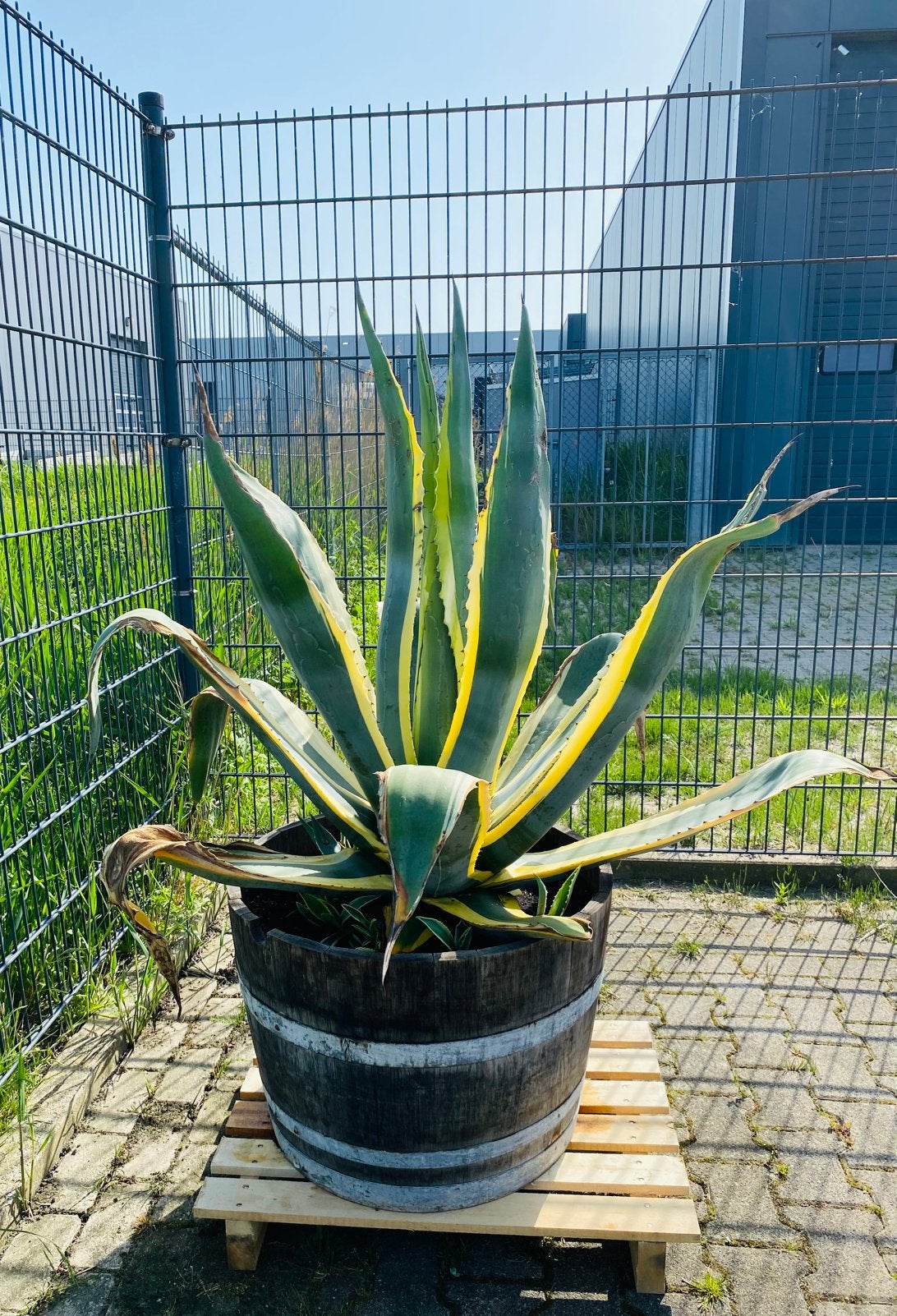 Grote Agave Americana Variegata in een decoratief wijnvat., Ophalen, Bloeit niet, Overige soorten, Volle zon