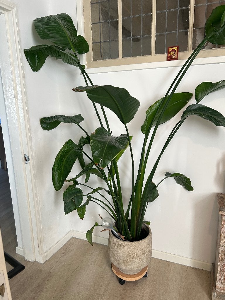 Grote plant strelitzia nicolai, Ophalen, Overige soorten, Halfschaduw, In pot