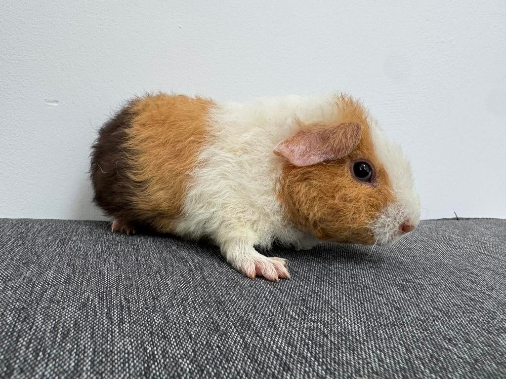 Lief zeugje Luna, Dieren en Toebehoren, April, Vrouwelijk, Cavia