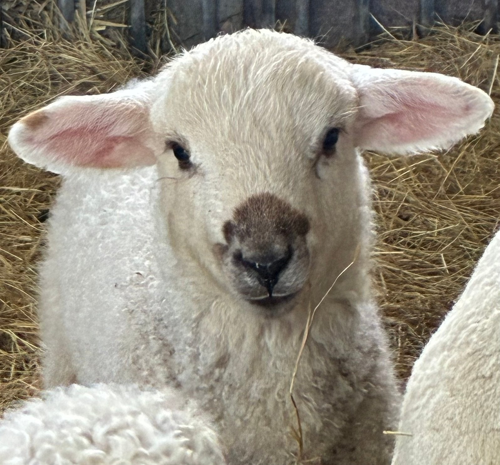Walliser Schwarznase lammetjes (kruising), Dieren en Toebehoren, Schapen, Geiten en Varkens, Mannelijk, Schaap