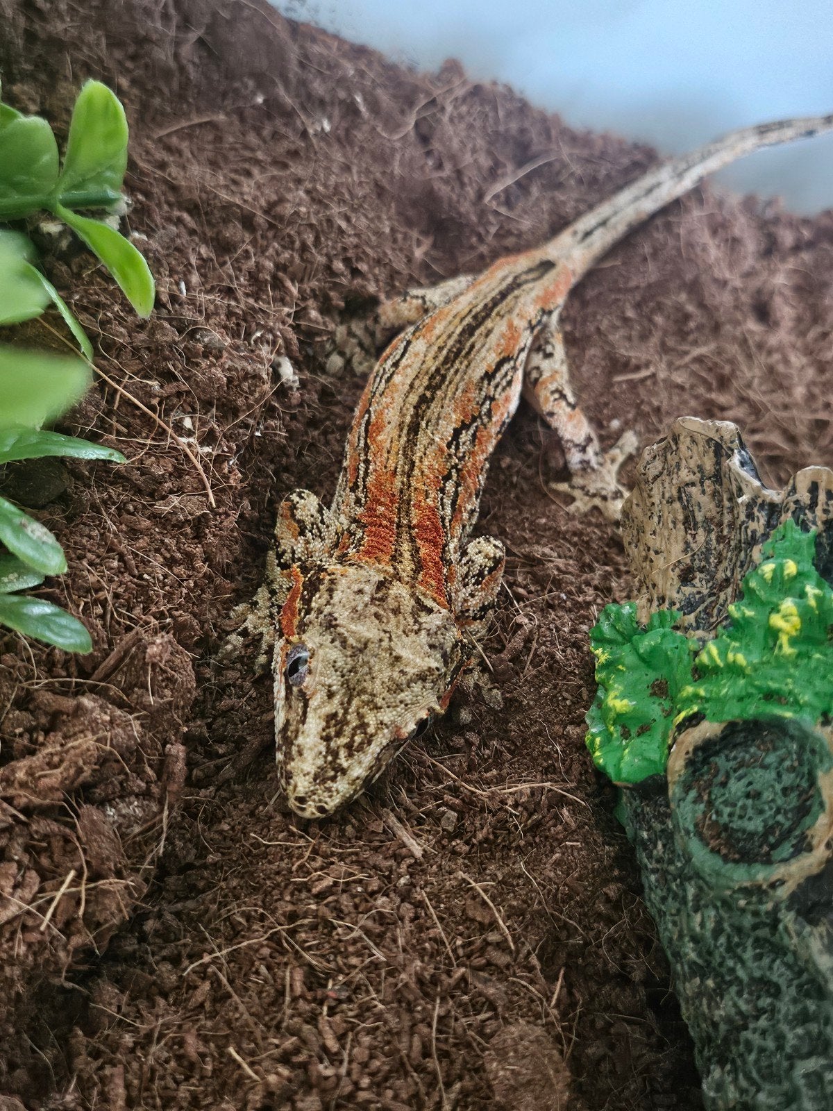 gargoylegekko (Rhacodactylus auriculatus)., Dieren en Toebehoren, Schildpad, 0 tot 2 jaar