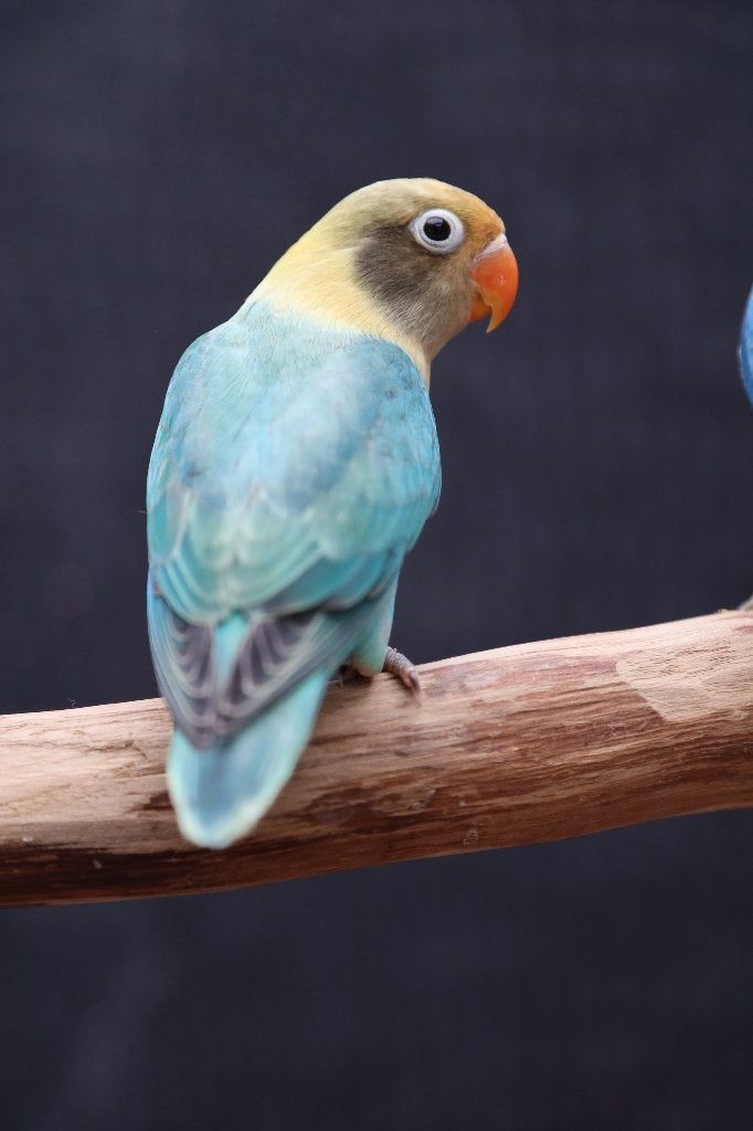 Jonge Baby Agapornis | Fischeri | Div. Kleuren | Handtam, Meerdere dieren, Papegaai, Pratend