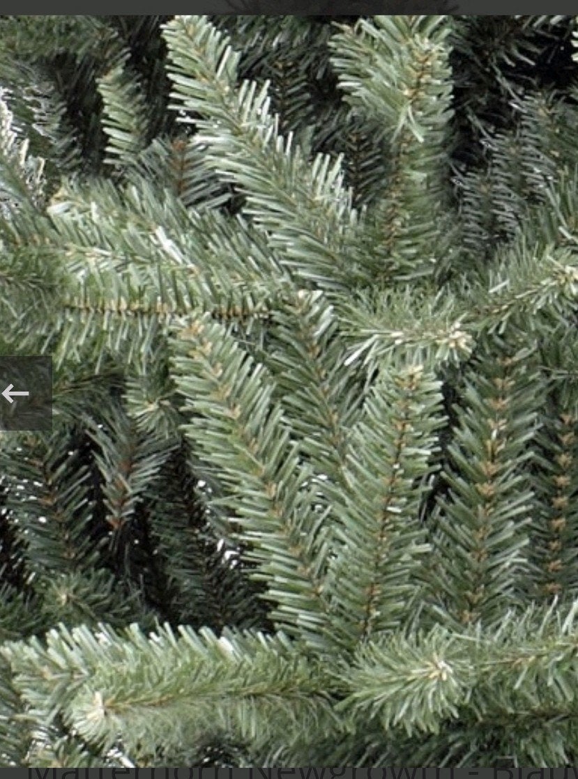 Kerstboom Triumph Tree 215 cm  matterhorn Fir Blue Premium, Ophalen