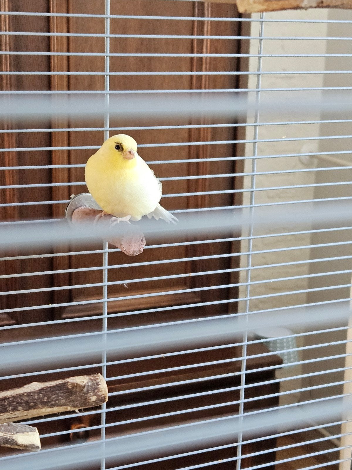 Jonge kanarie, Dieren en Toebehoren, Vogels | Kanaries, Geslacht onbekend, Kleurkanarie