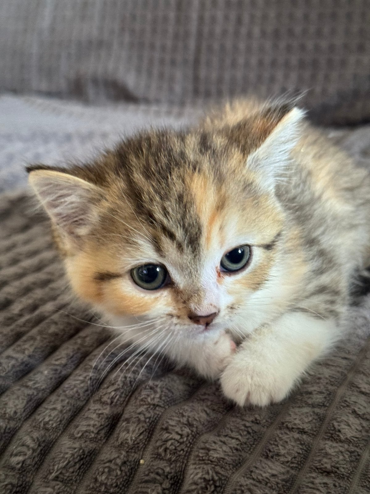 Kat British Ragdoll, Poes