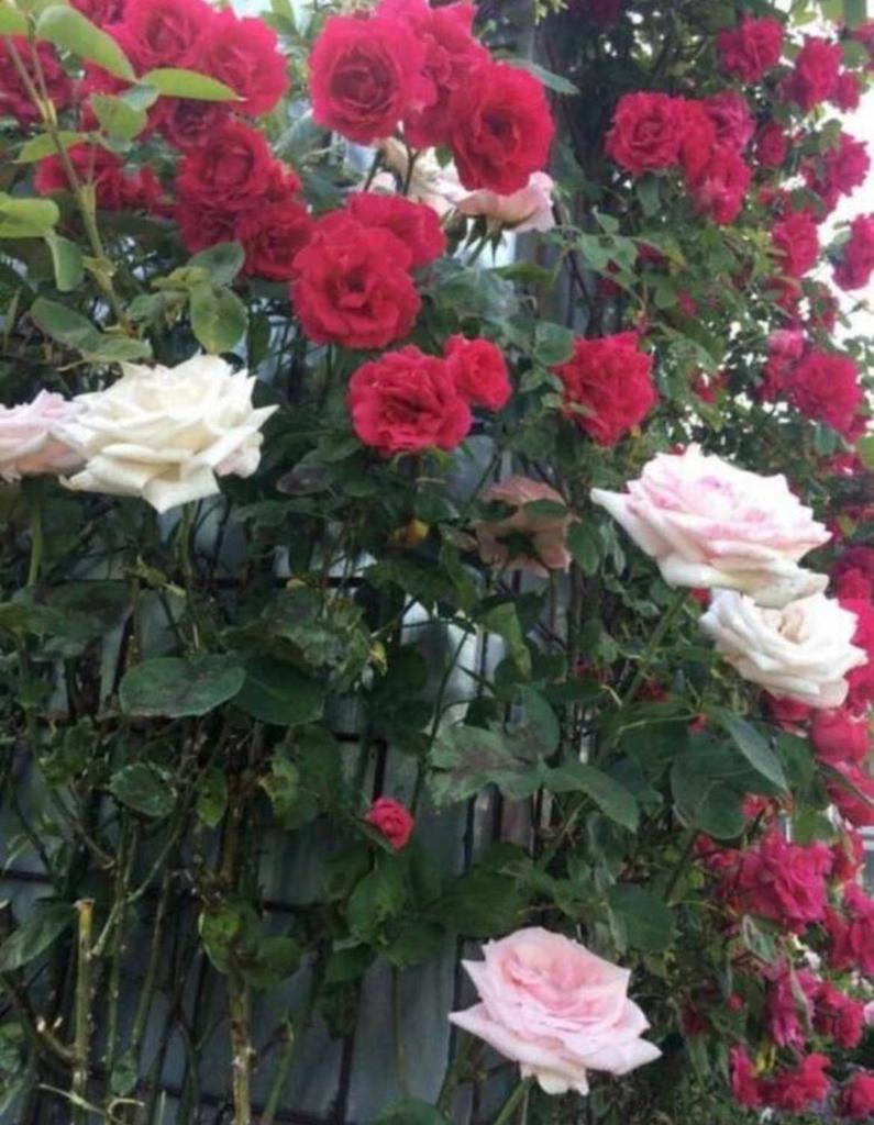BIO Luxe geurende rozen in de potten diverse stekjes, Overige soorten, Volle zon, Vaste plant, Ophalen of Verzenden