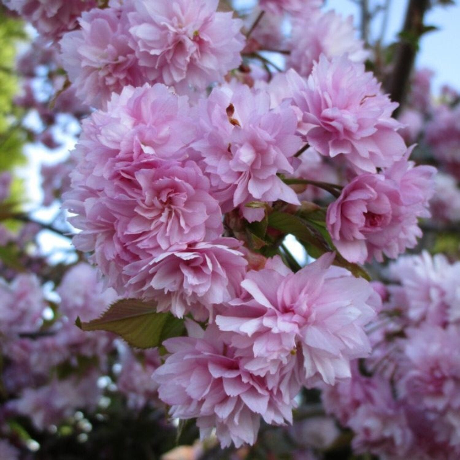 Prunus Serrulata Kanzan Meerstammig, Japanse Sierkers 250 cm, Ophalen of Verzenden, Gehele jaar, Halfschaduw