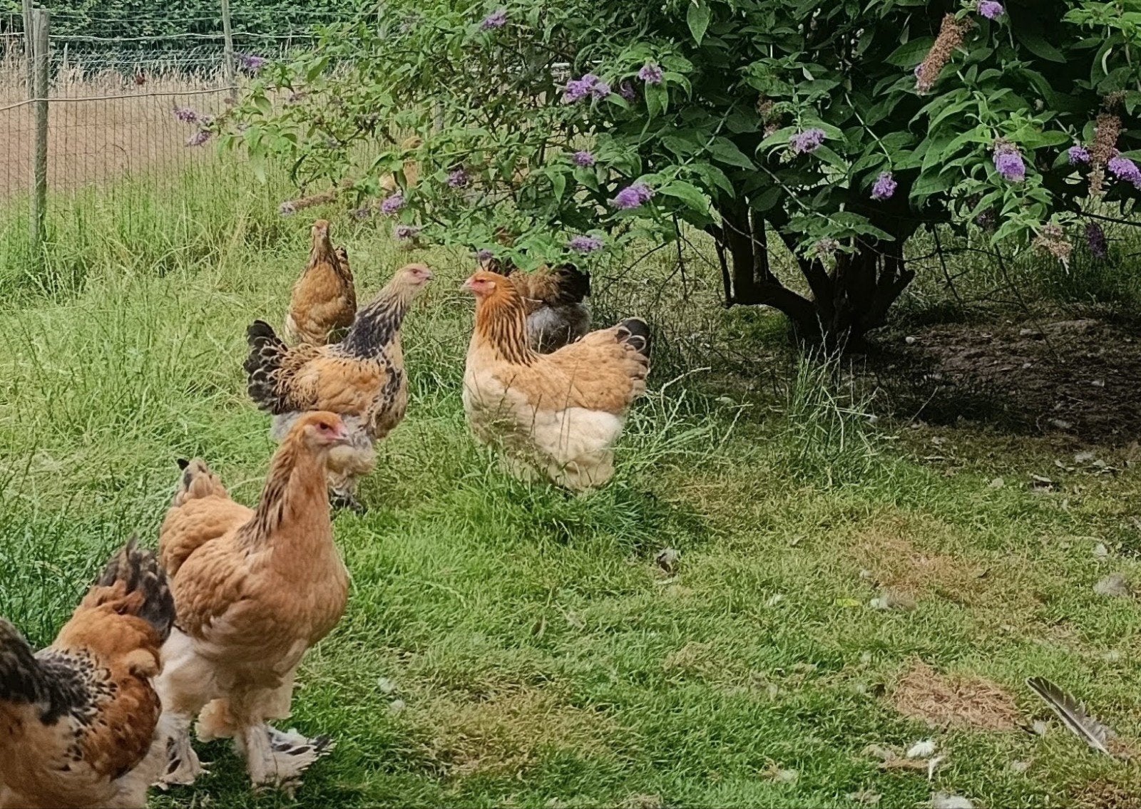 Brahma Hennen, Vrouwelijk, Kip