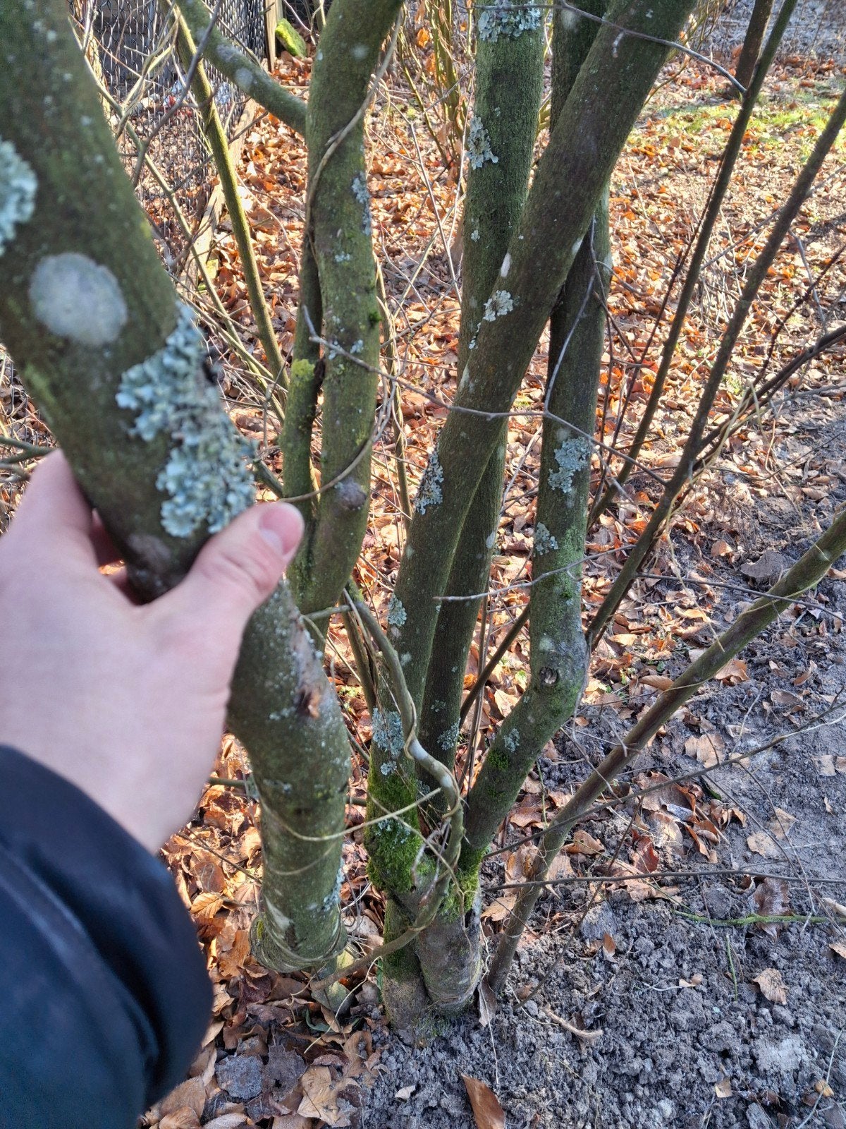 Krentenboom 'Amelanchier Lamarckii' | Groot formaat OP = OP, Overige soorten, Lente, 400 cm of meer, Ophalen