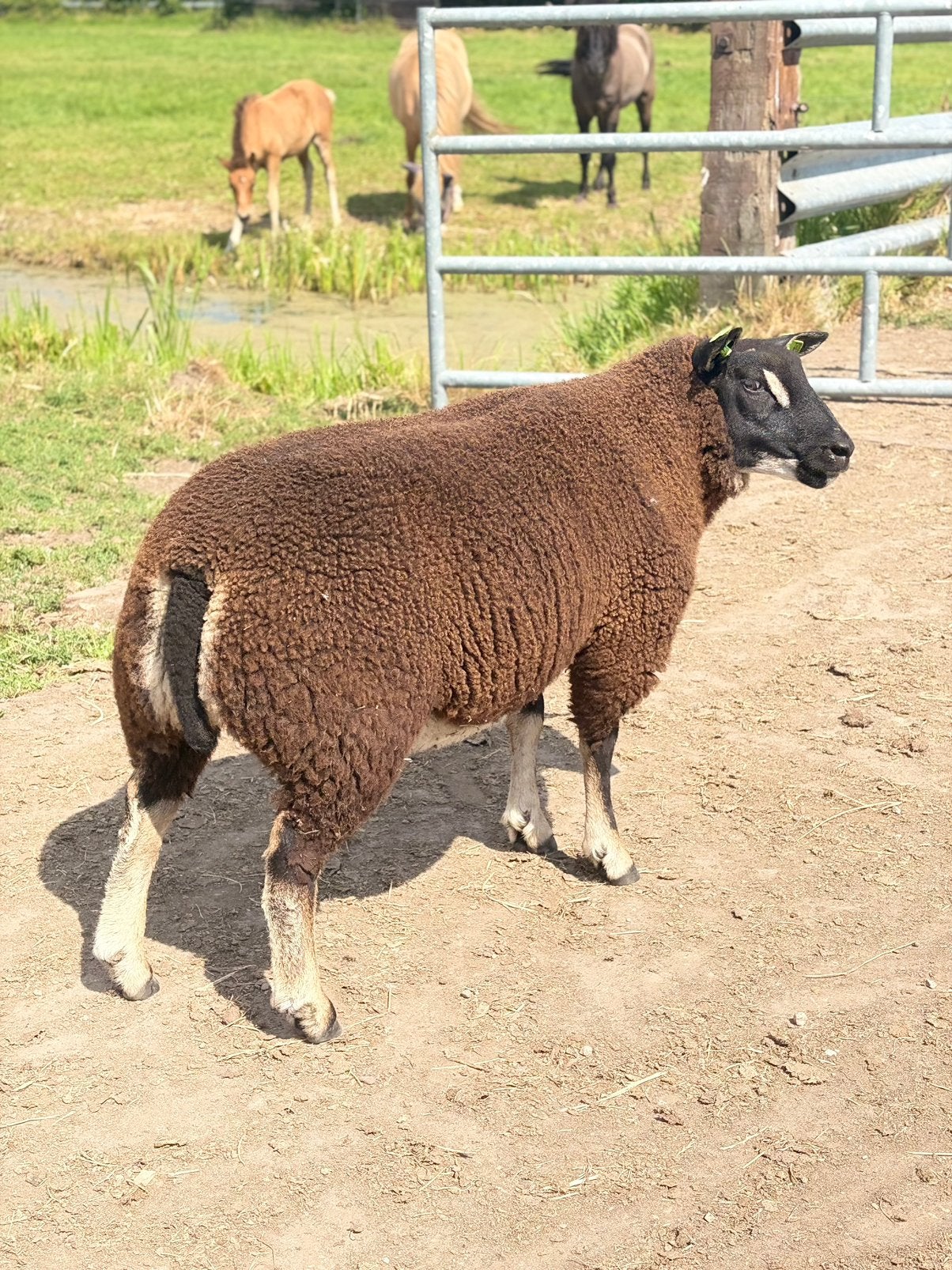 Dassenkop rammen te koop, Mannelijk, Schaap