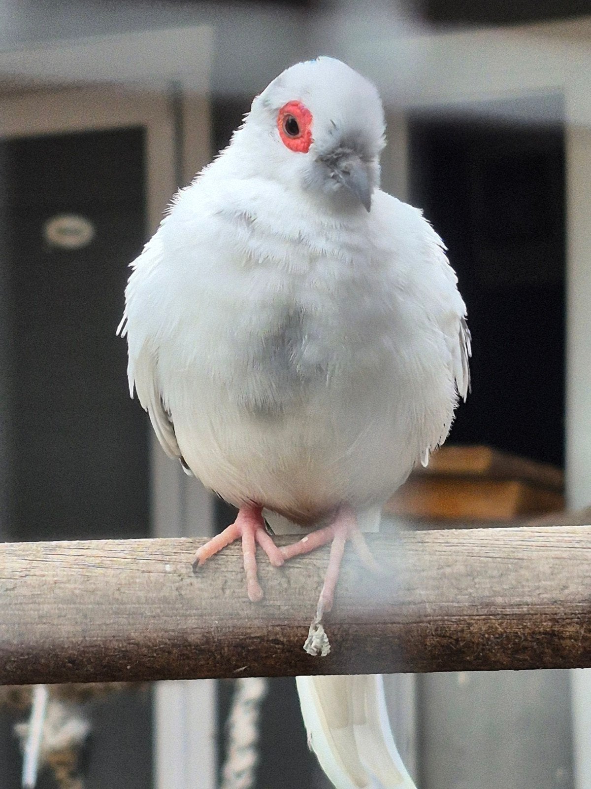 bonte diamandduif koppel, Dieren en Toebehoren, Meerdere dieren