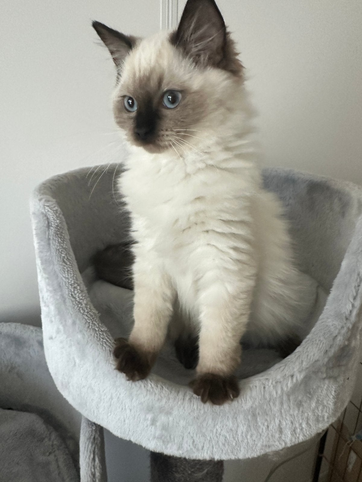 Prachtige ragdoll kitten ( verkocht ), Meerdere dieren, Ontwormd
