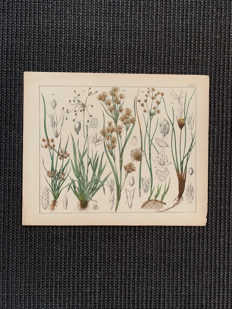 Lithografieën, Genummerd, Ophalen of Verzenden, Lithografie, Dieren en Natuur