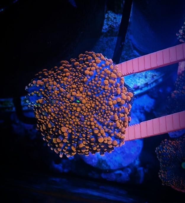 Ricordea Yuma L, Dieren en Toebehoren, Vissen | Aquariumvissen, Overige typen, Zoutwatervis