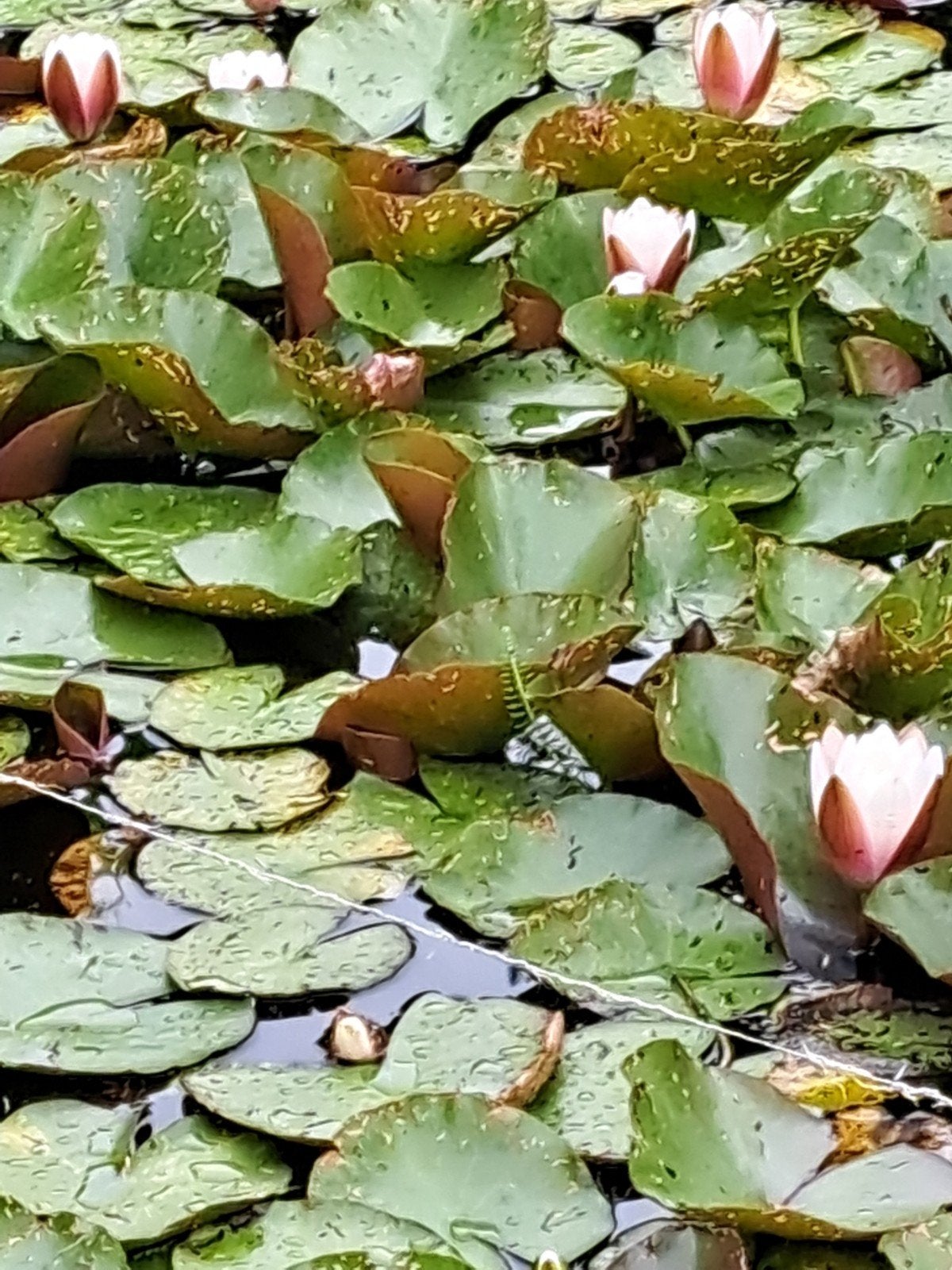 Waterlelies  wit met geel hart., Tuin en Terras, Ophalen, Nieuw