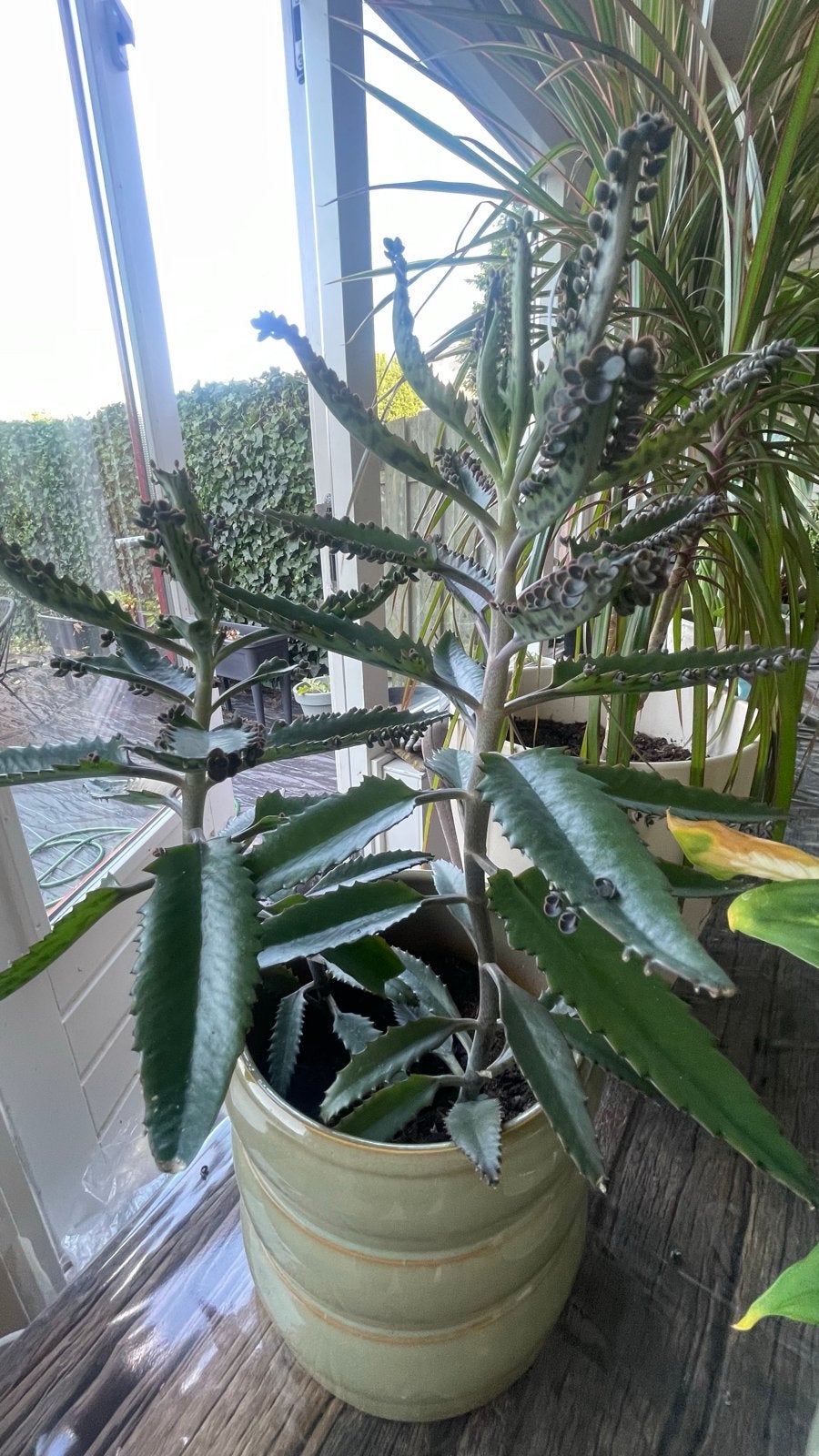Diverse collectie kamerplanten te koop, Ophalen, Vetplant, Halfschaduw, In pot