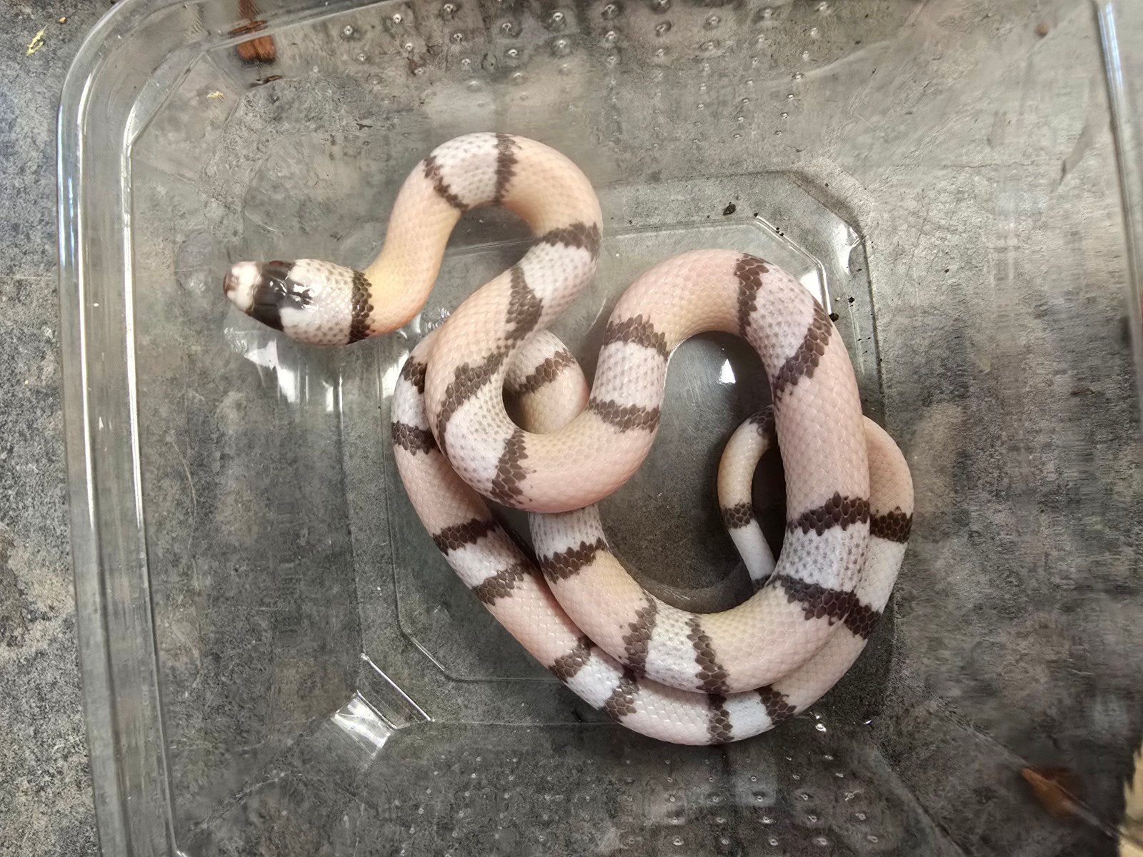 Lampropeltis triangulum hondurensis – DIVERSE BIJZONDERE MOR Milk Snake photo 7