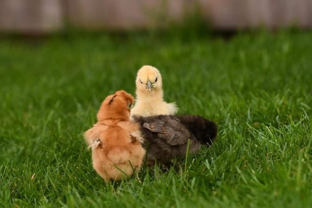 Broedeieren Zijdehoender Krielen! 95% bevrucht!, Dieren en Toebehoren, Pluimvee, Kip, Meerdere dieren