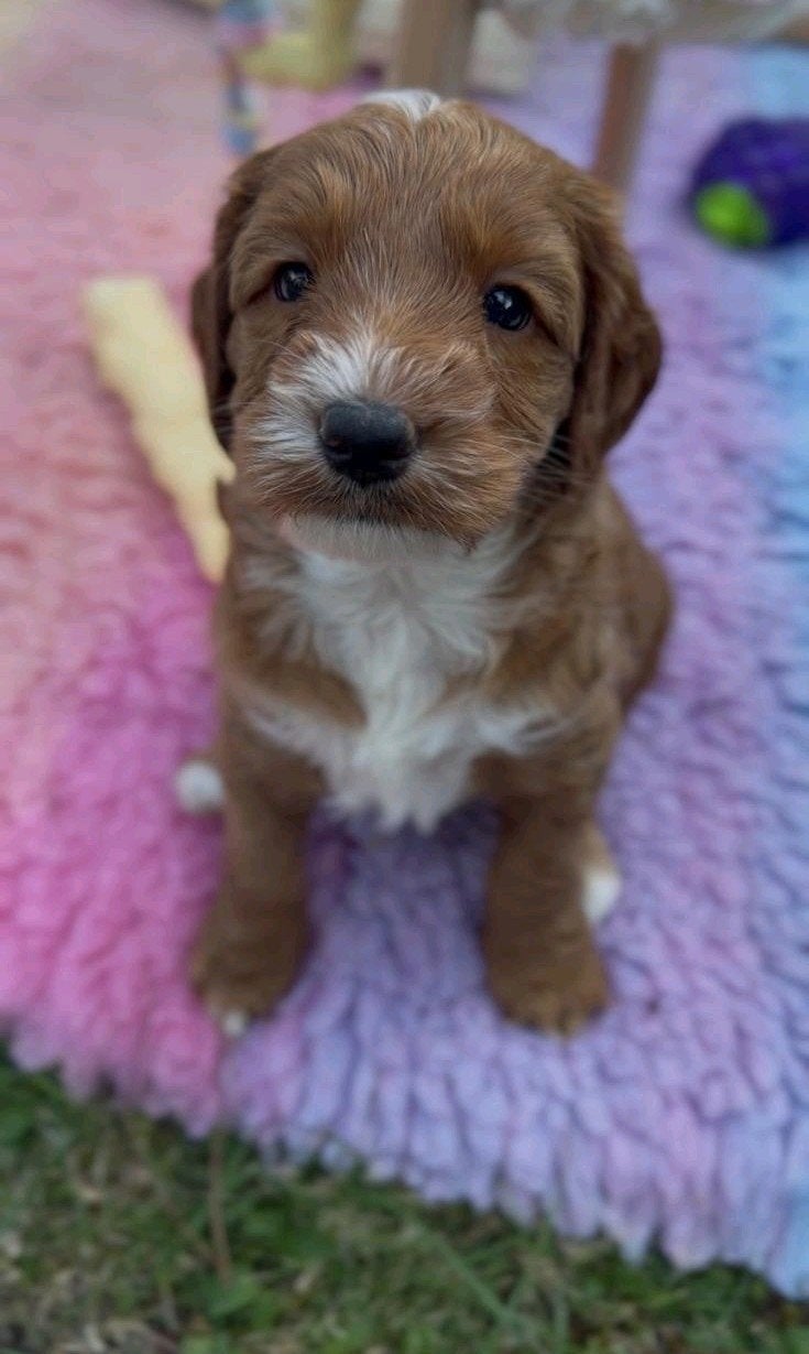 Australian labradoodle pup mini met stamboom, Overige rassen, 8 tot 15 weken, Meerdere, Meerdere dieren