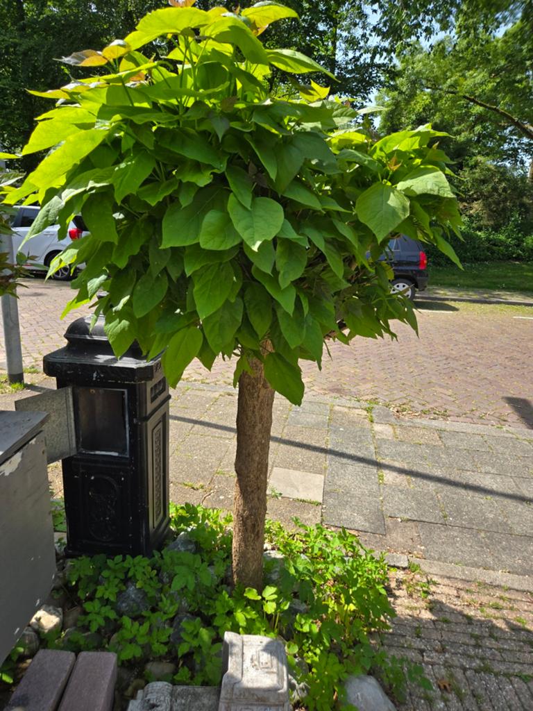 Prachtige Bolcatalpa - Ideaal voor elke tuin!, Tuin en Terras, Ophalen of Verzenden, 100 tot 250 cm, Zomer, Volle zon