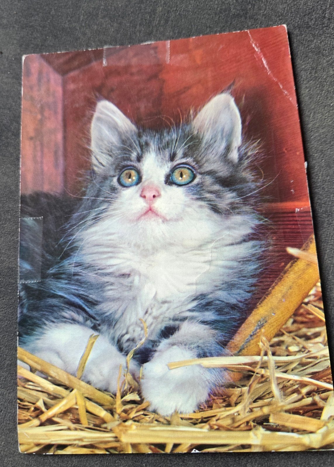 Ansichtkaart met schattige kitten in stro, Verzenden, 1980 tot heden, Gelopen, Hond of Kat