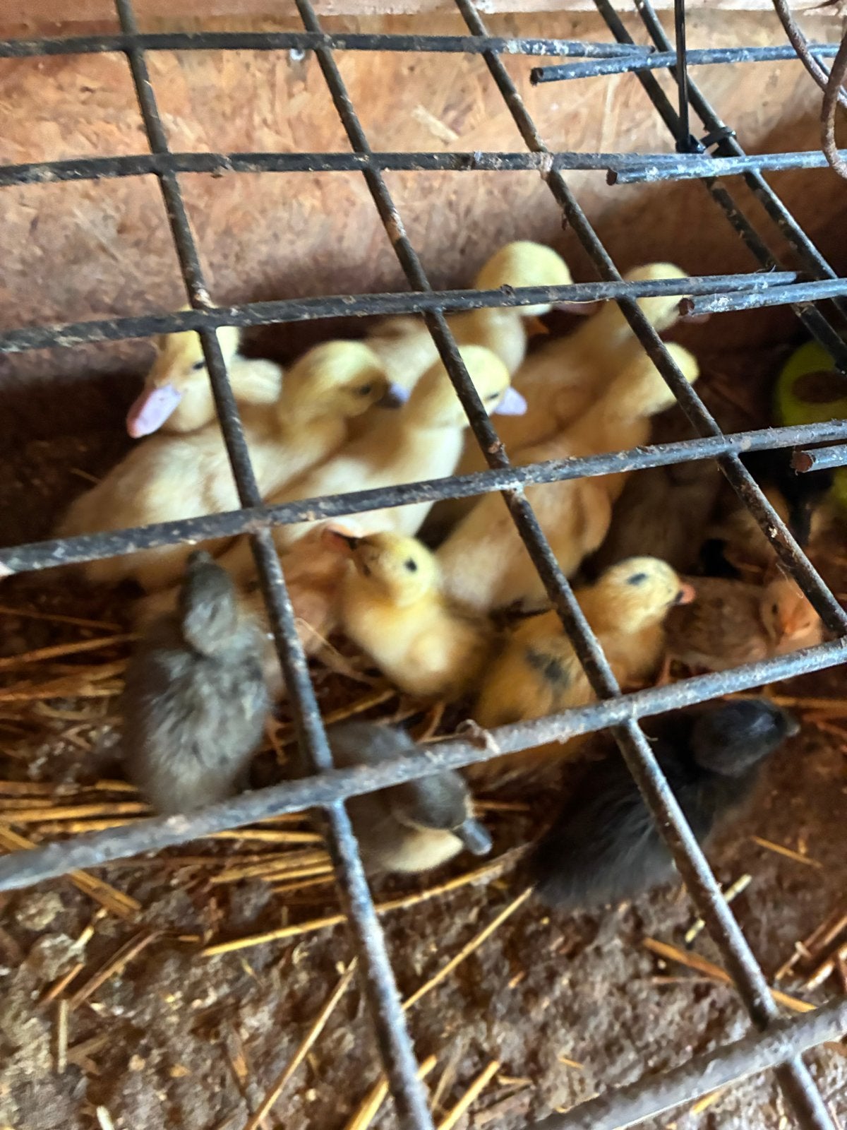 3 stuks krielkip kuikens., Dieren en Toebehoren, Pluimvee, Meerdere dieren, Kip