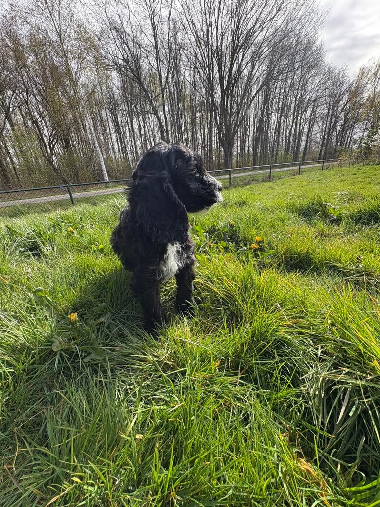 Cockapoo pups, Dieren en Toebehoren, Parvo, Overige rassen, 8 tot 15 weken, Meerdere