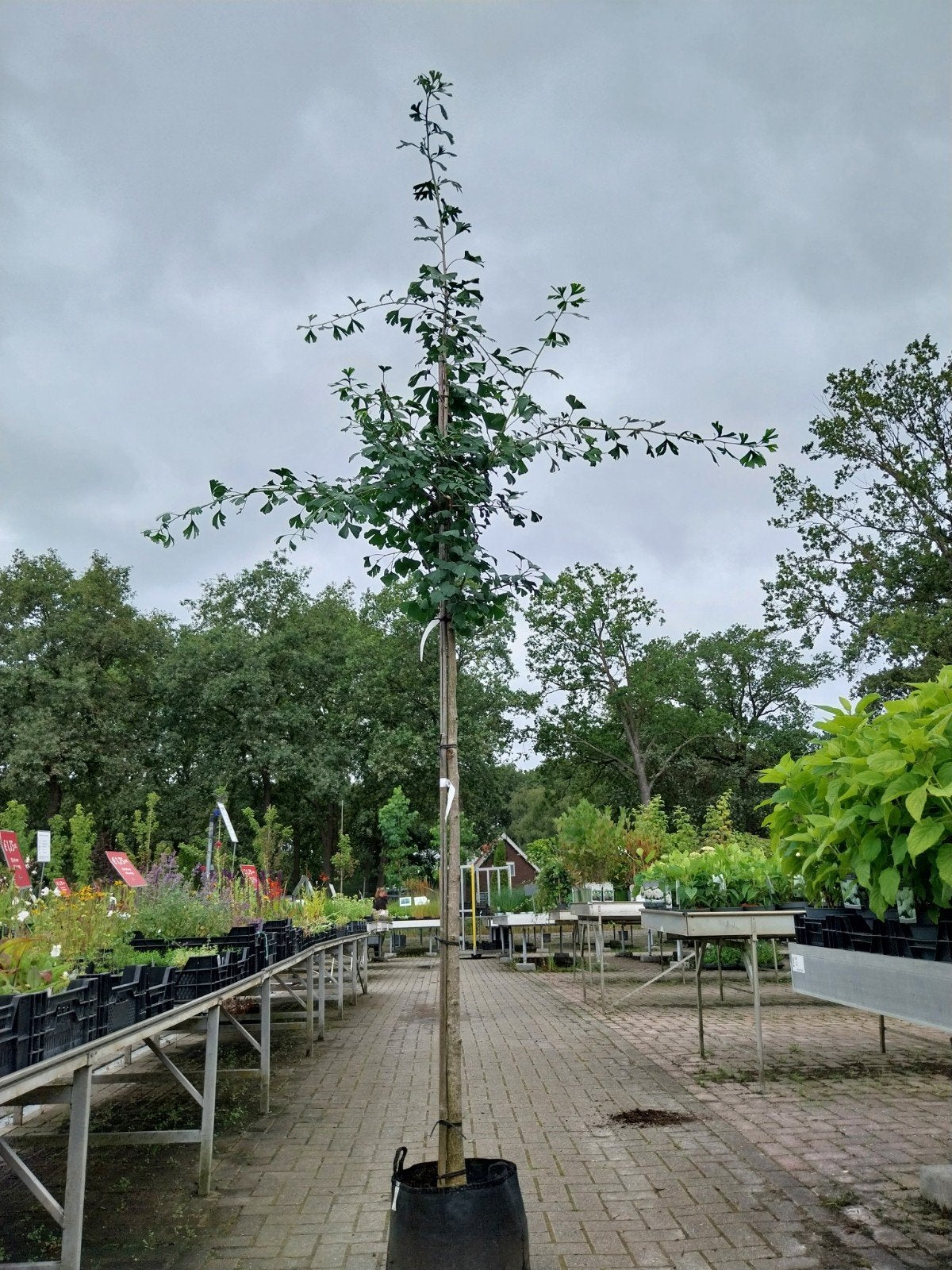 Ginkgo Biloba - Japanse Notenboom, Tuin en Terras, Planten | Bomen, Bloeit niet, Overige soorten, 250 tot 400 cm, Ophalen