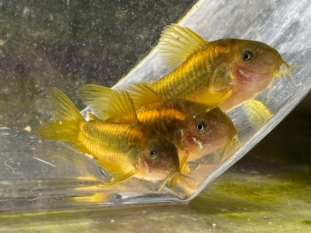 Osteogaster (Corydoras) CW010 Goldlaser, Dieren en Toebehoren, Vis, Zoetwatervis