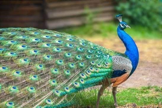 Schitterende sterke  PAUW......................, Mannelijk, Tropenvogel