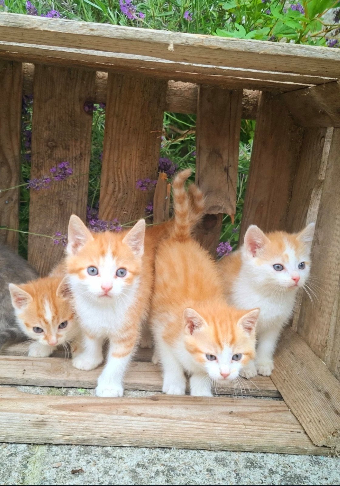 Lieve kittens te koop!, Dieren en Toebehoren, Meerdere dieren, Kortharig, 0 tot 2 jaar