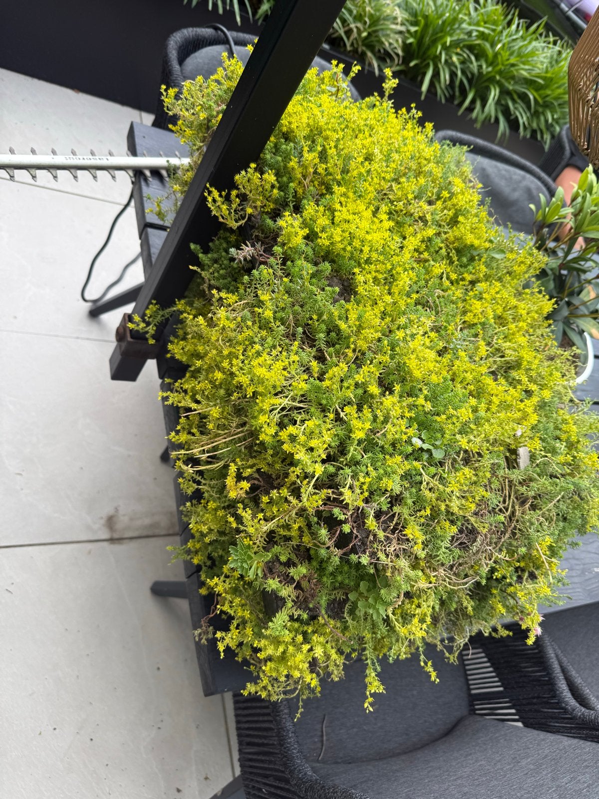 Vetkruid (Sedum) - Bodembedekker of voor dakbedekking, Ophalen, Bodembedekkers, Volle zon, Vaste plant