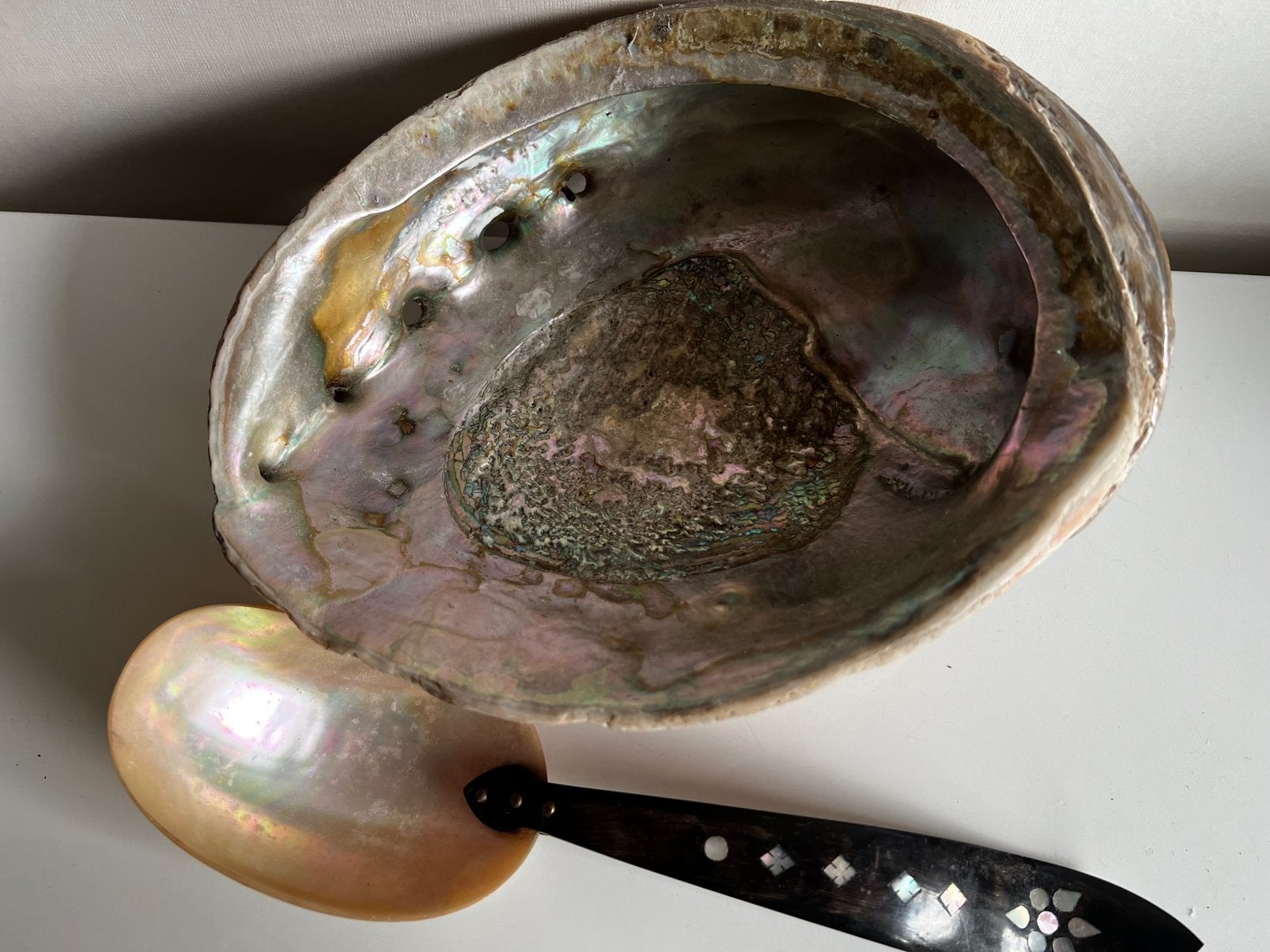 Zware Grote Abalone Schelp Schaal ~Kaviaar Lepel Parelmoer, Ophalen of Verzenden, Schelp(en)