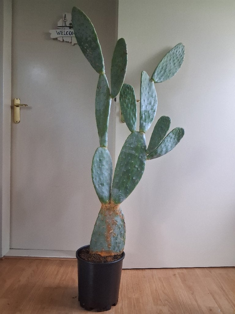 XL Opuntia Ficus Indica / Vulgaris - Vijgencactus H: 100 cm., Ophalen, Cactus, 150 tot 200 cm, Volle zon
