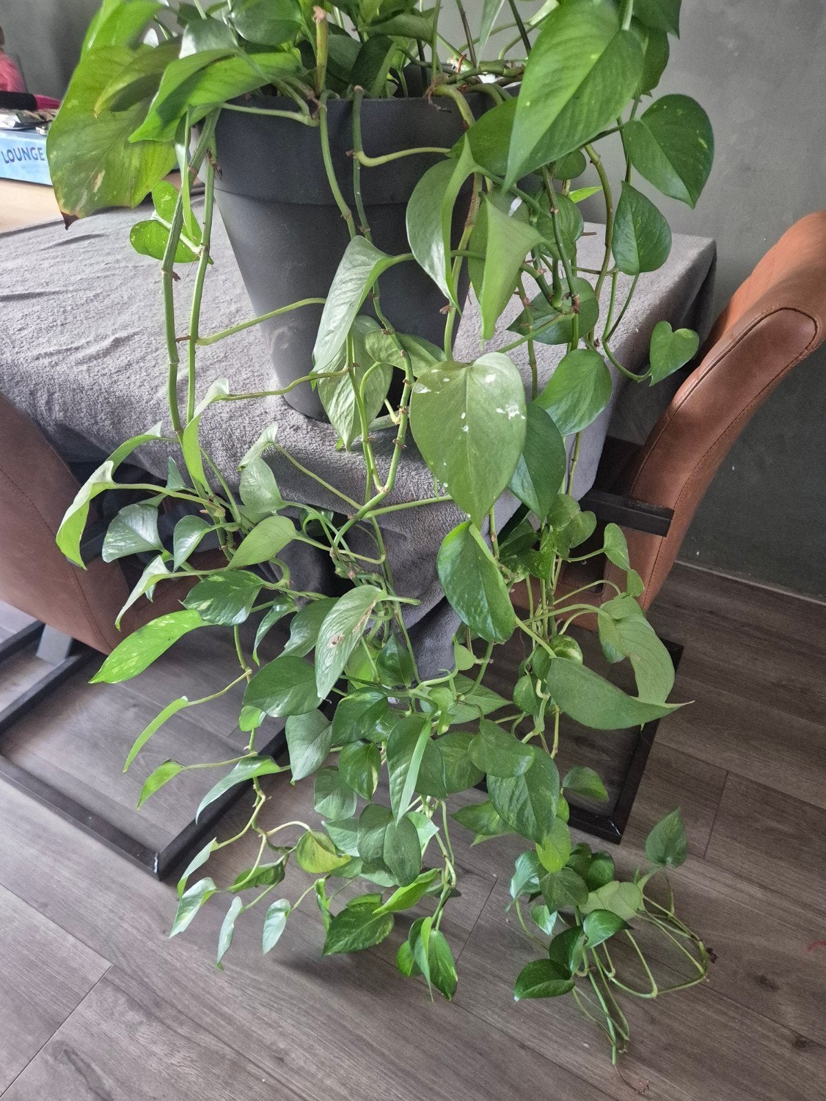 verschillende kamerplanten, Huis en Inrichting, Kamerplanten, Ophalen, Halfschaduw, Minder dan 100 cm